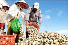 Tiền Giang: Giá nghêu thương phẩm tăng mạnh, người nuôi có lãi khá 