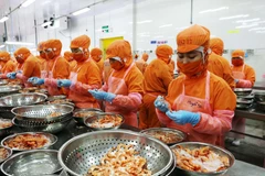 Chế biến tôm xuất khẩu tôm của Công ty Trách nhiệm hữu hạn Thông Thuận-Chi nhánh Ninh Thuận. (Ảnh: Công Thử/TTXVN)