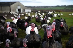 (Ảnh minh họa. AFP/TTXVN)