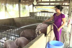 (Ảnh: Thanh Sang/TTXVN)