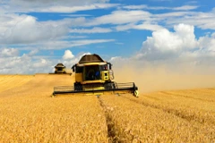 Thu hoạch lúa mạch. (Nguồn: newsroom.unsw.edu.au)