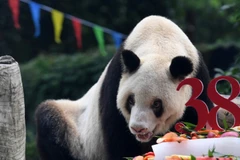 Gấu trúc Xinxing. (Nguồn: AFP)