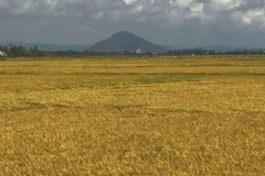 [Photo] Mùa vàng trải dài như vô tận dưới chân núi Chóp Chài 