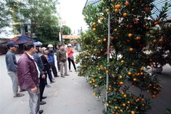 Người dân tham quan và mua cây quất cảnh chuẩn bị cho Tết. (Ảnh: Phạm Kiên/TTXVN)
