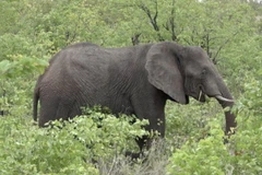 (Nguồn: ewn.co.za)