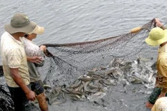 Ảnh hưởng dịch COVID-19 khiến giá cá lóc giảm mạnh, khó tìm đầu ra