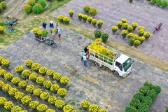 Xe vận chuyển hoa từ làng hoa Dương Sơn đi các nơi phục vụ thị trường Tết 2021. (Ảnh: Trần Lê Lâm/TTXVN)