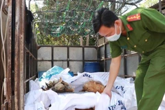 Gần 400kg gà chết bị lực lượng chức năng bắt giữ, tiêu hủy. (Ảnh: Đậu Tất Thành/TTXVN)