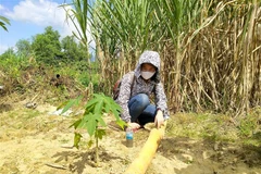 Đường ống dẫn nước thải của Công ty cổ phần Giấy Rạng Đông, đi qua vườn cây ăn quả, hoa màu của người dân (ảnh chụp ngày 28/1/2021). (Ảnh: Minh Châu-TTXVN)