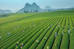 Đồi chè xanh mướt ở Mộc Châu, Sơn La. (Ảnh minh họa: Phú Lâm)