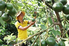 Diện tích và sản lượng bơ 034 tăng nhanh trong các năm gần đây, trong khi thị trường tiêu thụ chưa ổn định. (Nguồn: Báo Lâm Đồng)