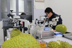 Cán bộ Trạm Kiểm dịch Thực vật cửa khẩu Hữu Nghị kiểm tra nông sản xuất khẩu. (Ảnh: Quang Duy/TTXVN)