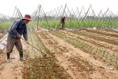 Long An: Xuống giống gần 1.400ha dưa hấu cho Tết