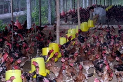 Quy định mới về cơ cấu Bộ Nông nghiệp và Phát triển nông thôn