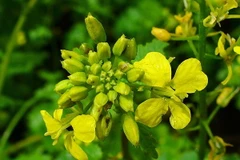 Cây mù tạc có thể hạn chế sự hủy diệt của vũ khí hóa học