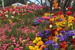 Lễ hội hoa xuân đặc sắc Floriade 2018 trưng bày hơn 1 triệu loài hoa và thực vật. (Ảnh: Khánh Linh/Vietnam+)