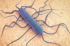 Vi khuẩn Listeria. (Nguồn: alamy)