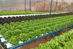 Ảnh minh họa. (Nguồn: Vietnam+)