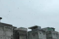 Ảnh chỉ có tính minh họa. (Ảnh: Mạnh Linh/TTXVN)