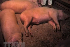 Ảnh minh họa. (Nguồn: AFP/TTXVN)