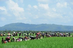 Người Rohingya chạy trốn xung đột từ Rakhine tới khu vực Palongkhali gần Ukhia, Bangladesh ngày 16/10/2017. (Nguồn: AFP/TTXVN)