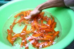 Cá chép vàng cúng ông Công, ông Táo. (Ảnh: Minh Quyết/TTXVN)