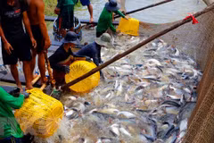 Thu hoạch cá tra thương phẩm. (Ảnh: Thanh Liêm/TTXVN)