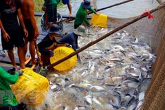 Thu hoạch cá tra thương phẩm. (Ảnh: Thanh Liêm/TTXVN)