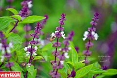 Sắc tím của hoa húng quế rất giống với hoa oải hương.