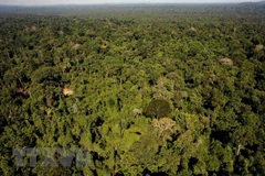 Ảnh minh họa. (Nguồn: AFP/TTXVN)