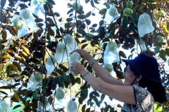 Vú sũa Lò Rèn theo tiêu chuẩn GlobalGAP của gia đình ông Trương Văn Vốn. (Ảnh: Hoàng Hải/TTXVN)