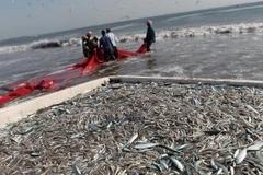 Ảnh minh họa. (Nguồn: AFP/TTXVN)