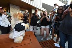 Chú chó giống Pomerania "nắm" hai kỷ lục thế giới Guinness