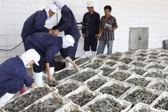 Nhà nông, doanh nghiệp hợp tác phát triển tôm nguyên liệu sạch