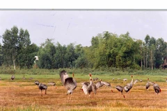 Vườn quốc gia Tràm Chim. (Nguồn: vi.wikipedia.org)