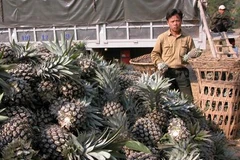 Giá dứa tăng, người dân Mường Khương thoát cơn bĩ cực