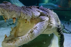 Tổ tiên của loài cá sấu ngày nay có chiều dài tới hơn 9m