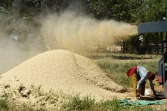 Giá lúa mỳ rơi xuống mức thấp nhất trong hai tuần qua