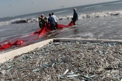 Ngư dân Mỹ vứt bỏ lượng cá ăn được trị giá 1 tỷ USD mỗi năm