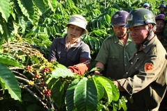 Tình trạng trộm cắp càphê gây thiệt hại lớn cho nông dân Đắk Lắk