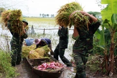Bộ đội giúp dân thu hoạch mùa. Ảnh minh họa. (Nguồn: TTXVN) 