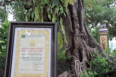 Hai cây đa cổ thụ trên đảo Lý Sơn được công nhận là cây di sản