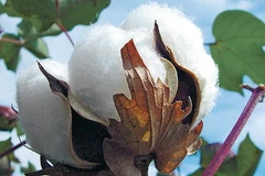 Giá bông toàn cầu có thể sẽ tăng trong năm 2014