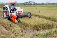 Ảnh minh họa. (Nguồn: TTXVN)