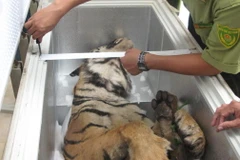 Bảo tồn loài hổ ở Việt Nam theo hướng bền vững và lâu dài