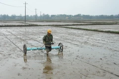 Nước lũ thấp, nông dân lo ngại cho sản xuất lúa Đông Xuân