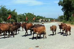 Hà Giang: Bệnh than đã xuất hiện trở lại tại huyện Mèo Vạc 