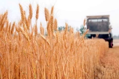 Xuất khẩu ngũ cốc của Nga có khả năng đạt mức cao kỷ lục