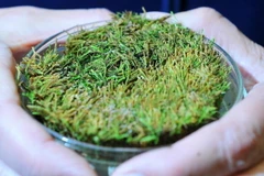 Rêu mọc lại sau 1.500 năm bị đóng băng tại Nam Cực