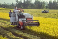 Cần Thơ: Lúa Thu Đông đầu vụ được mùa, bán với giá cao